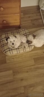 Čínský chocholatý pes - 5