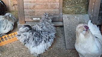 Hedvábnička kohout - 5