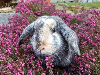 Zakrslý beránek samička - 5