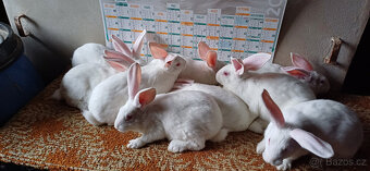 FRANCOUZSKÁ  HYLA - 5