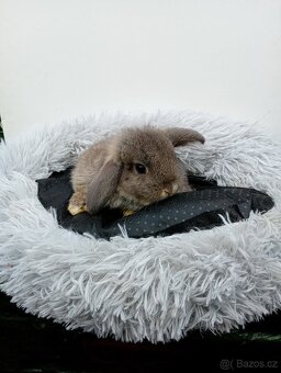 Zakrslý beránek G3 - 5