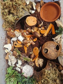 Achatina / africký šnek / oblovka - DARUJI - 5