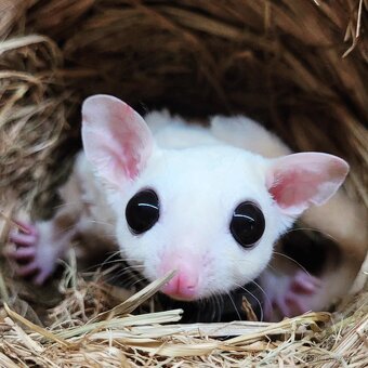 Vakoveverka letavá - 5