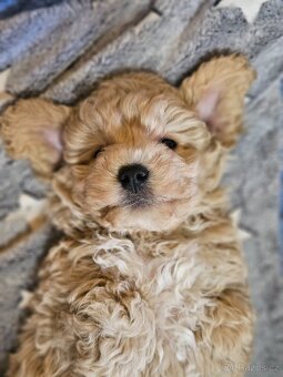 Maltipoo štěňátka - 5