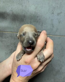 Italský chrtík s PP FCI - 5