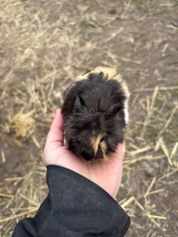 Morče - dva samečci - 5