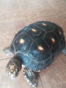 Želva Uhlířská - dospělé dvě samice - 5