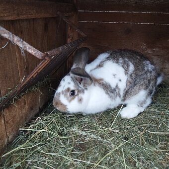Prodej králíků - 5