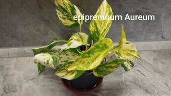 Potos N joy a Aureum - 5