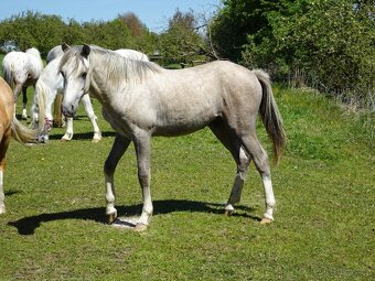 Prodám hřebečka Welsh pony, sekce B, s PP. - 5