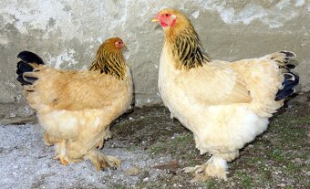Brahmanka velká - žlutá, tmavá kolumbie - 5