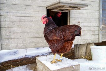 Rodajlendka červená 🥚🐣 (násadová vejce i kuřátka) - 5