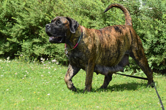 boerboel ballotada -chovná fena 1 rok - 5