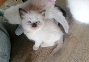 Ragdoll koťátka - 5