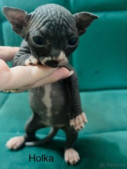 Kanadský sphynx - 5