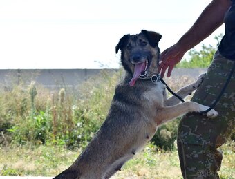 ADDY K ADOPCI - 3 ROKY, MILÁ, UČENLIVÁ, VDĚČNÁ - 5