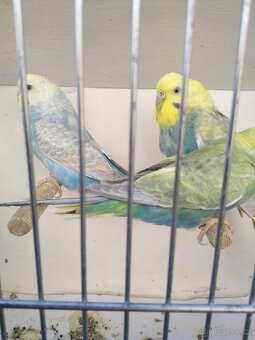 Prodám kanáry, andulky, žebříčky, stříbrozobky - 5