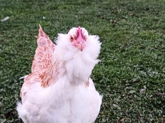 Faverolka násadová vejce - 5