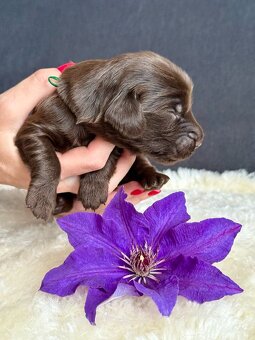Prodám poslední 3 volné chlapečky Flat coated retriever - 5