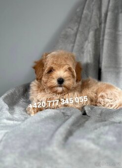 Maltipoo F1 Caramel, 3 měsíce - 5