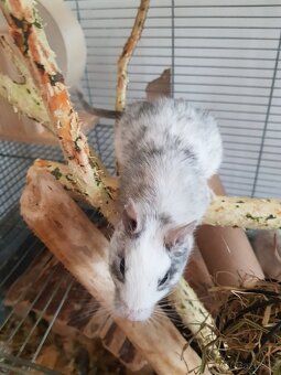 Osmák degu - 5