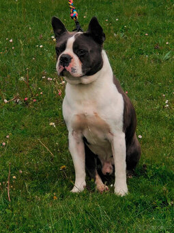 bostonský teriér  s PP  - modrý+lilac pejsek,  modrá holčiča - 5