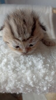 Britská kočička whiskas s PP - 5