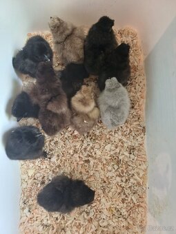 Kuřátka hedvábničky - 5