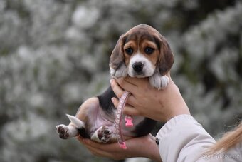 štěňata bígl - 5