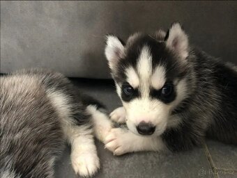 Úžasná štěňata sibiřského huskyho - 5
