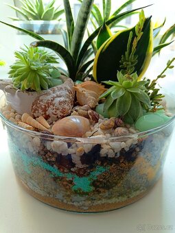 Florarium/kompozice ze sukulentu ve skle - 5