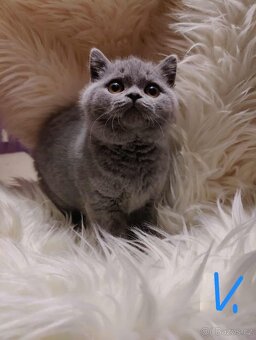 Britská modrá krátkosrstá  koťata s pp - 5