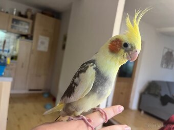 Ochočená korela mládě - 5