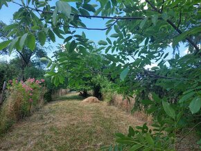 Prodám zahradu v Brně v Obřanech 496 m2 - 5