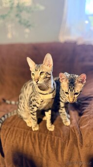 Savannah F6SBT s PP - 5