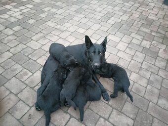 Německý ovčák, štěňata - 5