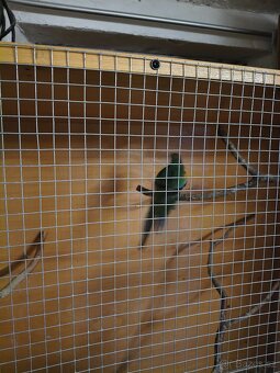 Papoušek mnohobarvy - 5