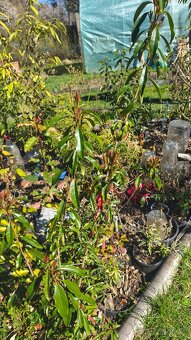 Exotické stále zelené keře - 5