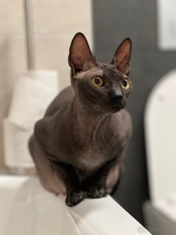 Don sphynx s PP - 5