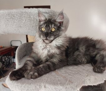 Maine coon, nainska myvalia s PP - 5