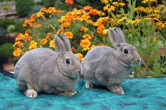 Zakrslý REX divoce modrý samička s PP - 5