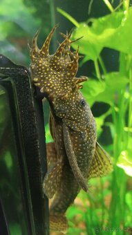 Zařízené akvárium - 5