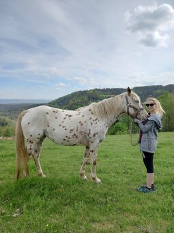 Appaloosa - 5