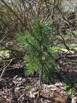 Sibiřský Cedr / Pinus Sibirica - 5
