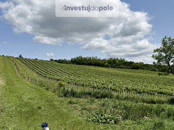 Exkluzivní prodej vinohradu v k.ú. Šardice (výměra 5,6 ha) - 5