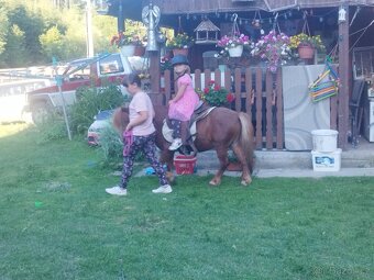 Shetland pony - 5
