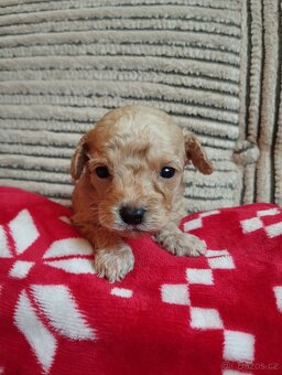 Maltipoo - 5