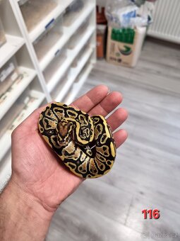 Krajta Královská - 5