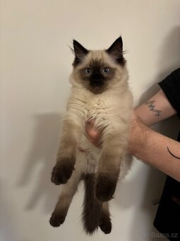 Koťátka Ragdoll - 5