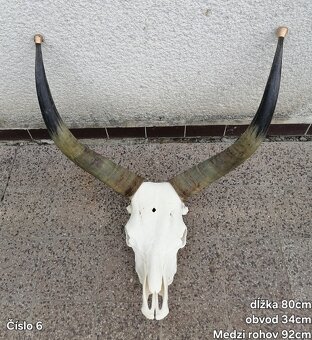 Trofeje, maďarský stepný - 5